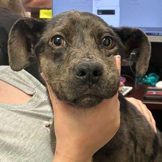 Enlarge Granite, a Adoptable Mixed Breed in Gadsden, AL image 2/6