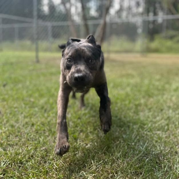 Enlarge Granite, a Adoptable Mixed Breed in Gadsden, AL image 4/6