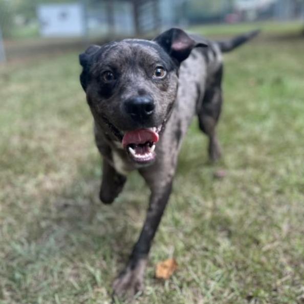 Enlarge Granite, a Adoptable Mixed Breed in Gadsden, AL image 5/6