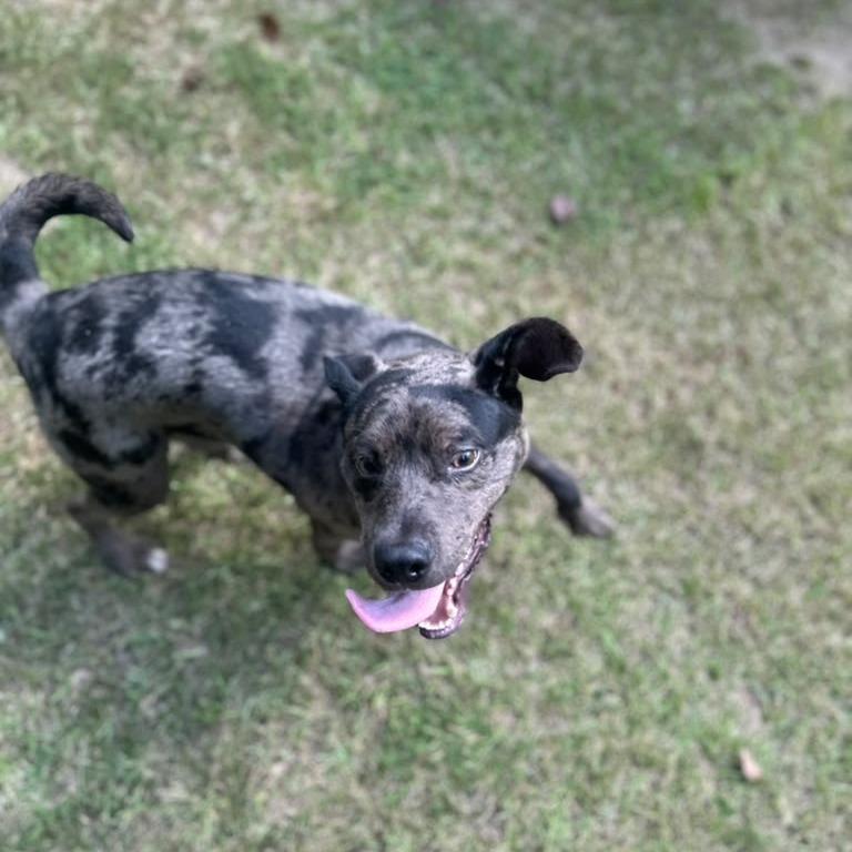 Enlarge Granite, a Adoptable Mixed Breed in Gadsden, AL image 6/6