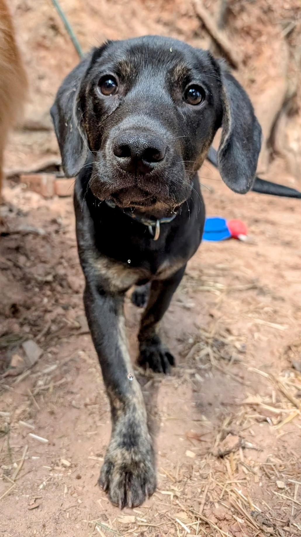 Journey, Young Male Black Labrador Retriever