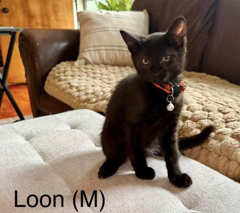 Enlarge Loon, a ADOPTABLE Domestic Short Hair in Breinigsville, PA image 1/1