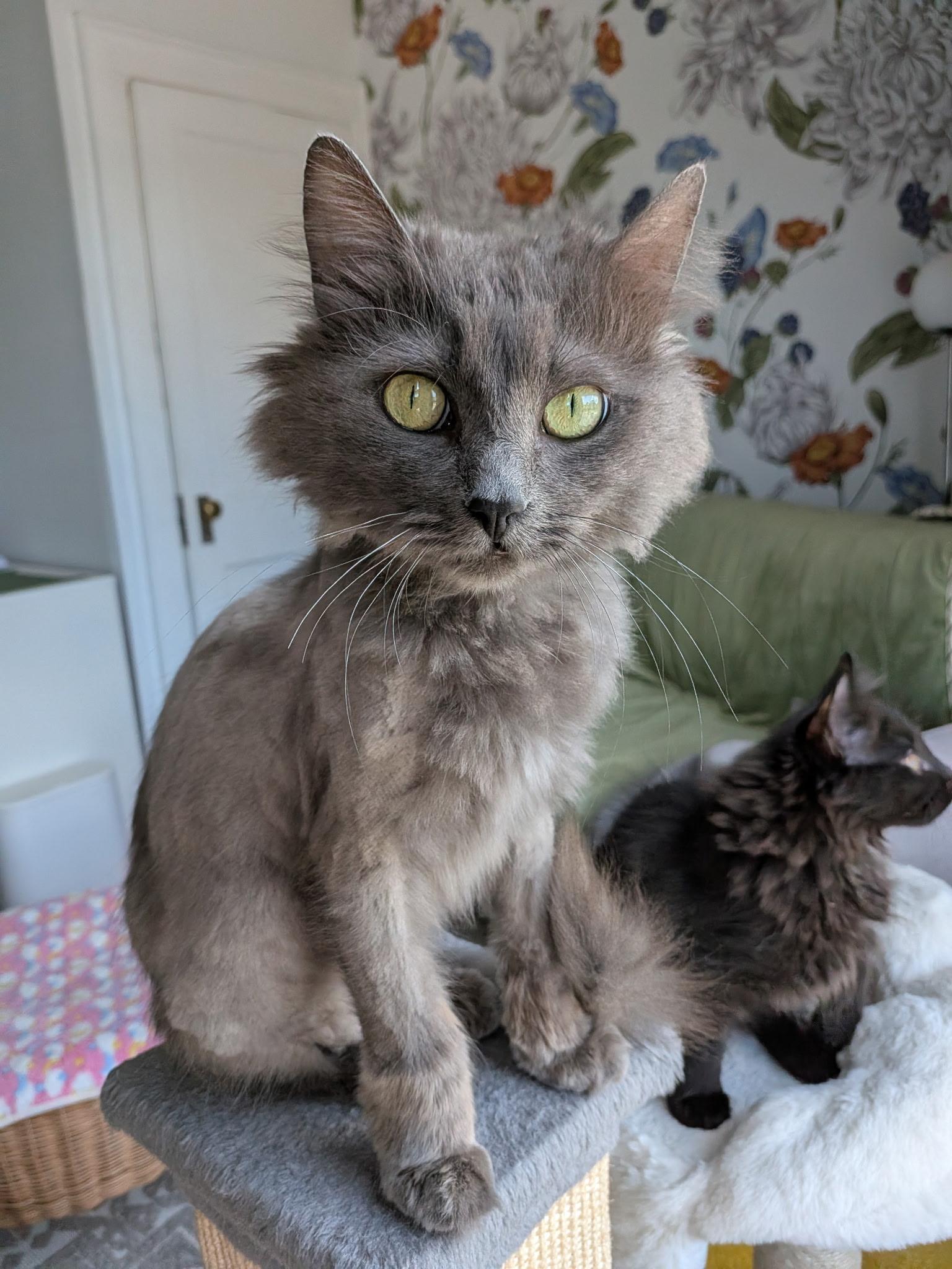 Enlarge Nova, a Adoptable Domestic Long Hair in Columbus, OH image 5/6