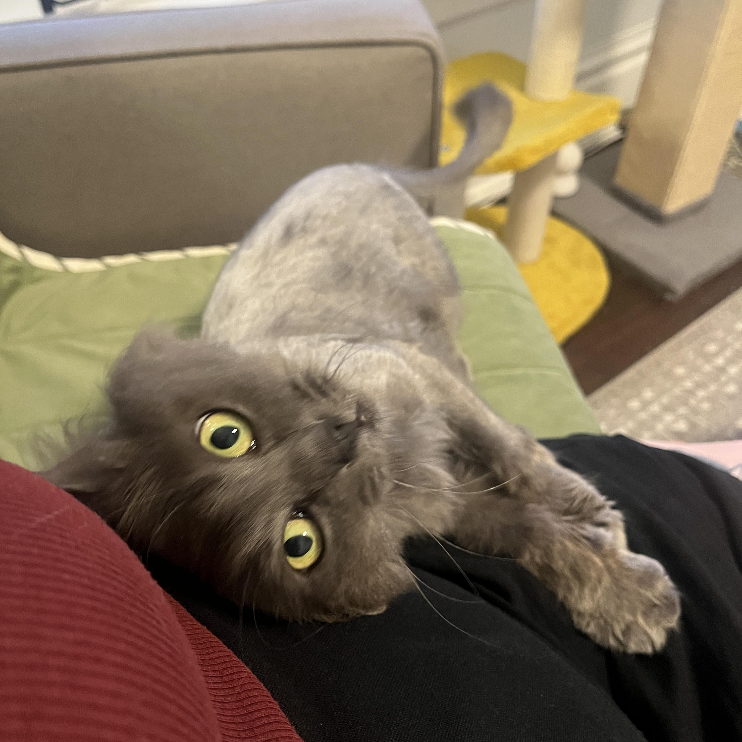 Enlarge Nova, a Adoptable Domestic Long Hair in Columbus, OH image 3/6