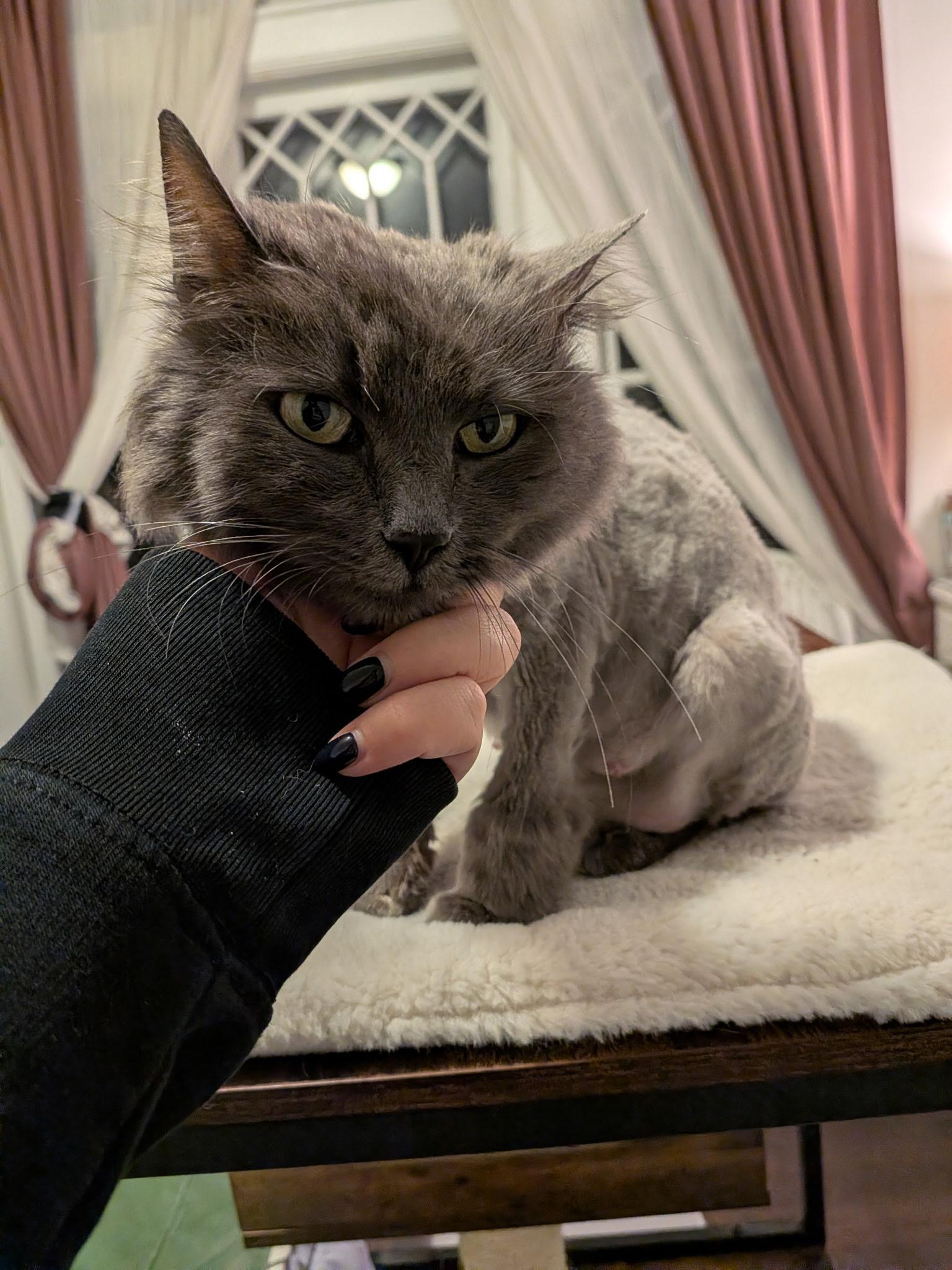Enlarge Nova, a Adoptable Domestic Long Hair in Columbus, OH image 4/4