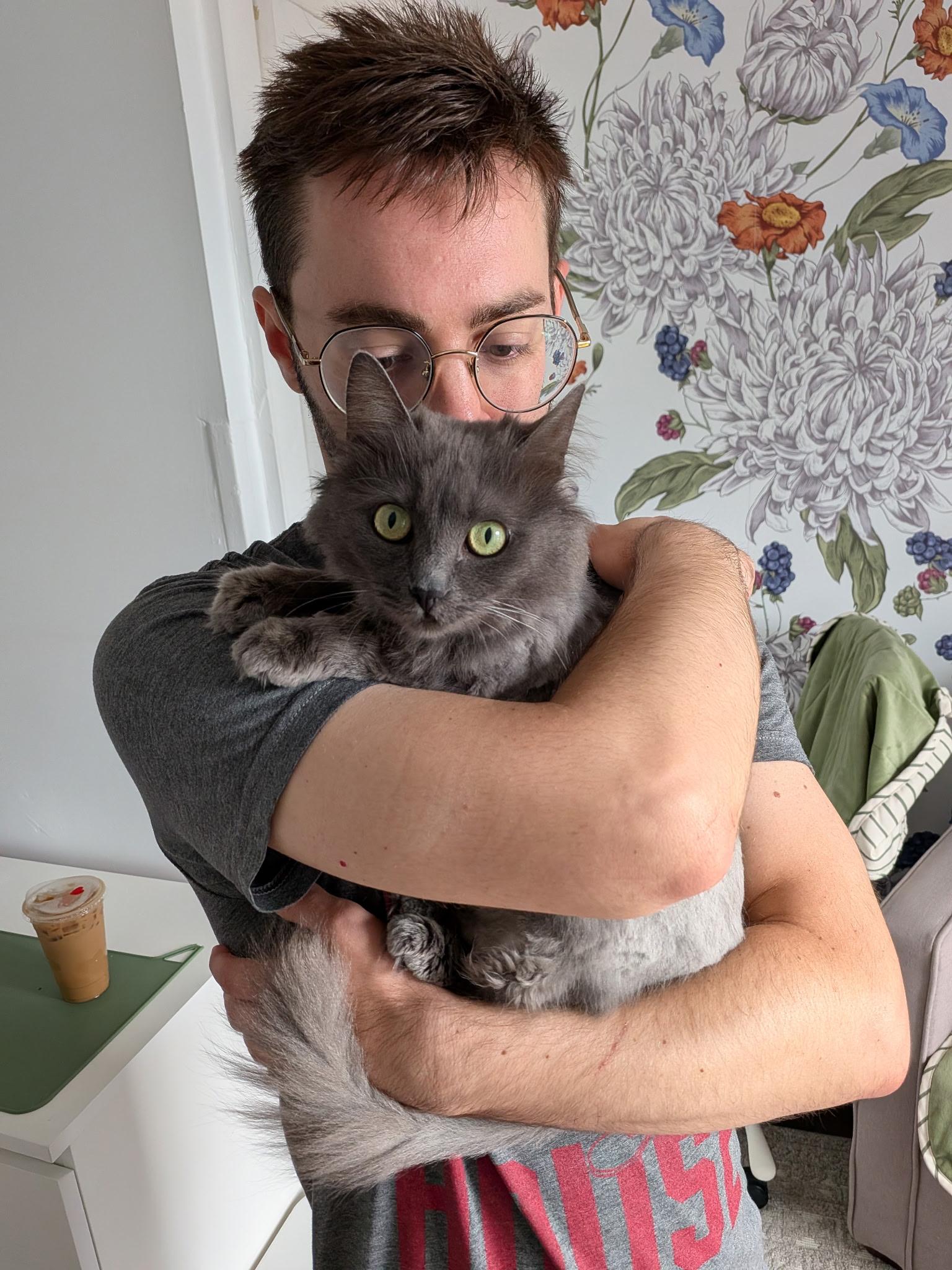 Enlarge Nova, a Adoptable Domestic Long Hair in Columbus, OH image 2/6