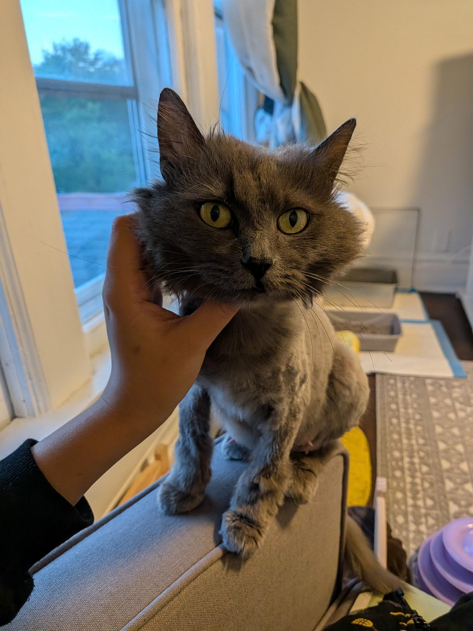 Enlarge Nova, a Adoptable Domestic Long Hair in Columbus, OH image 2/4