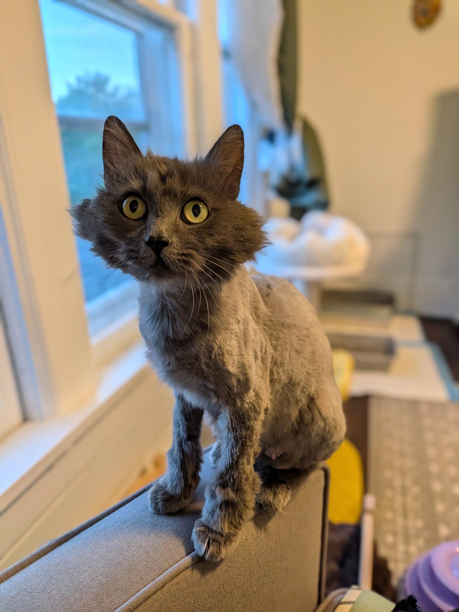 Enlarge Nova, a Adoptable Domestic Long Hair in Columbus, OH image 3/4