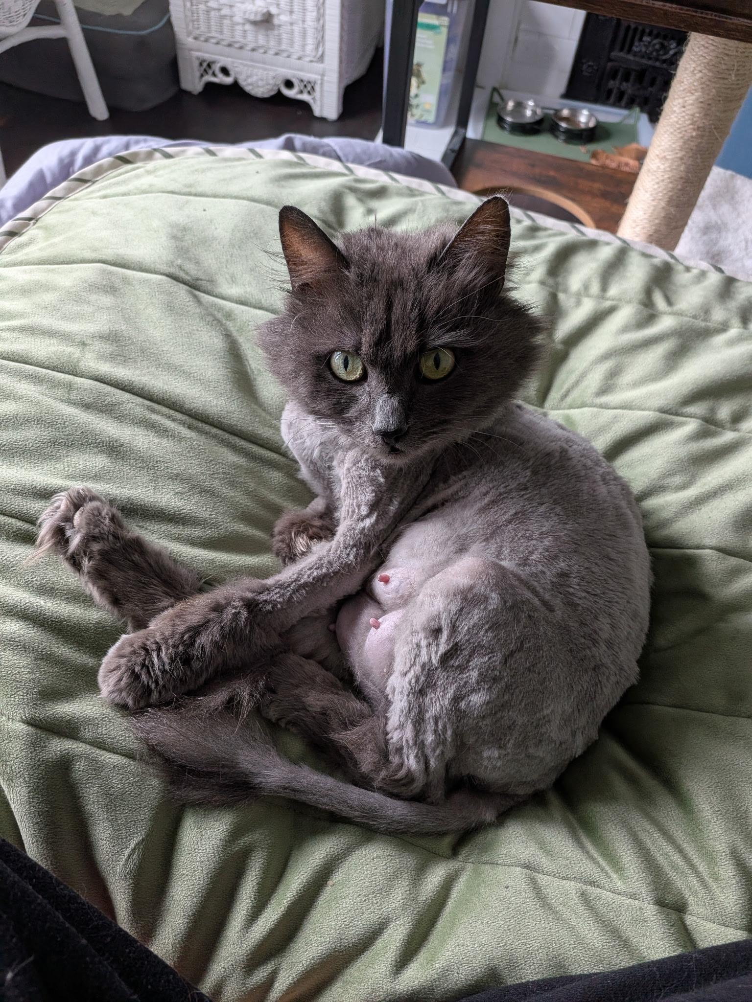 Nova, Adoptable, Young Female Domestic Long Hair.