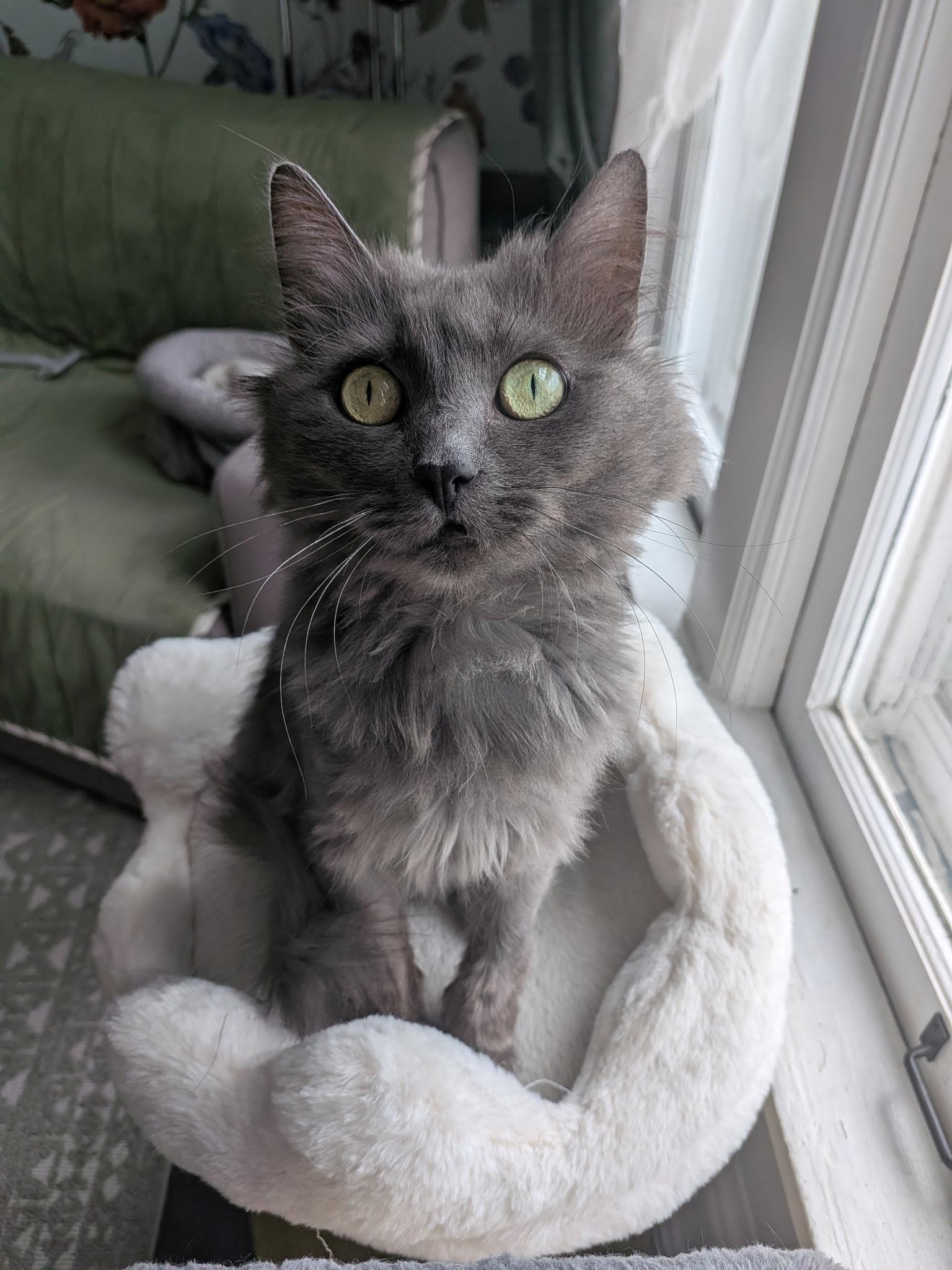 Enlarge Nova, a Adoptable Domestic Long Hair in Columbus, OH image 1/6