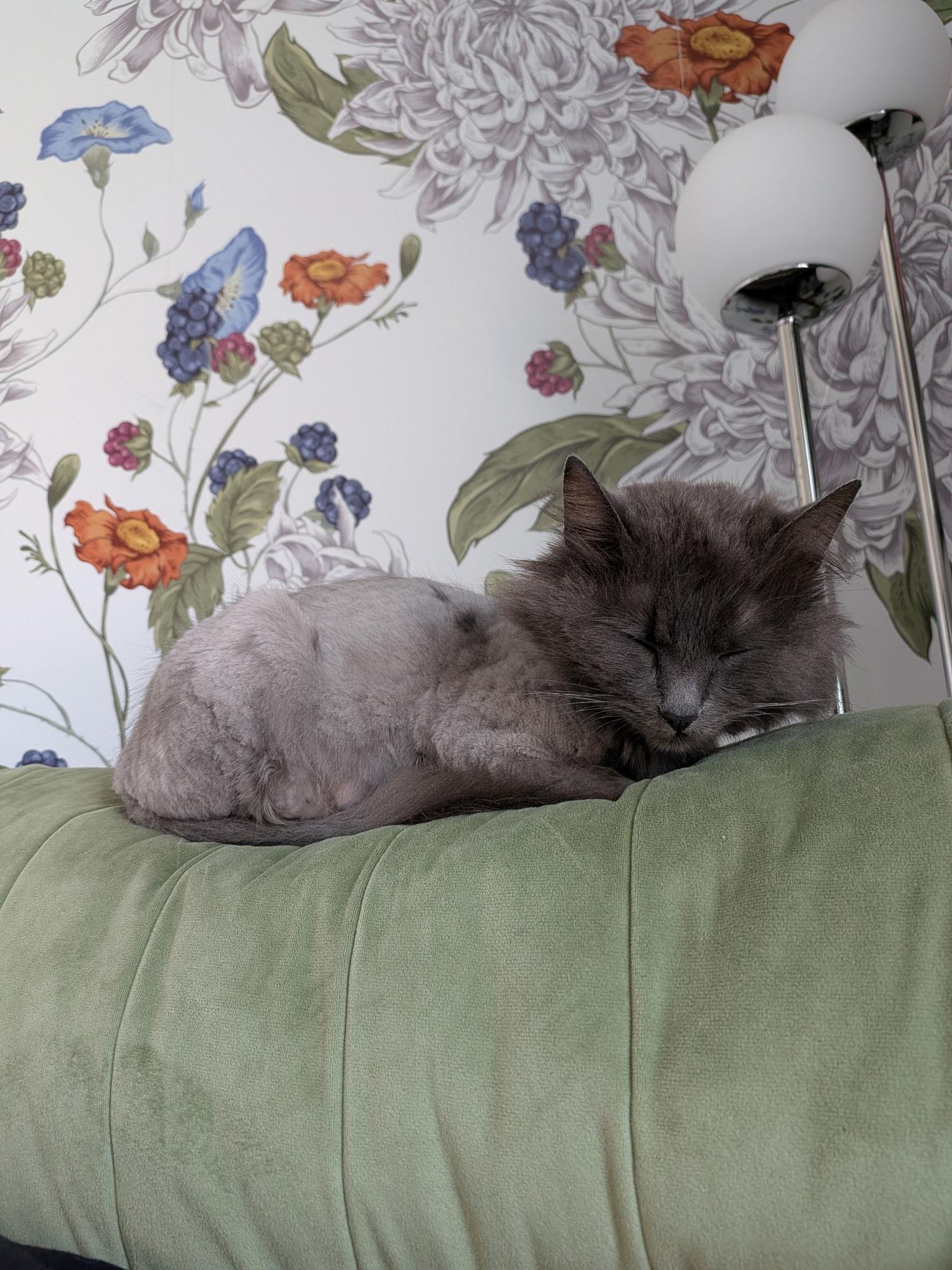 Enlarge Nova, a Adoptable Domestic Long Hair in Columbus, OH image 4/6
