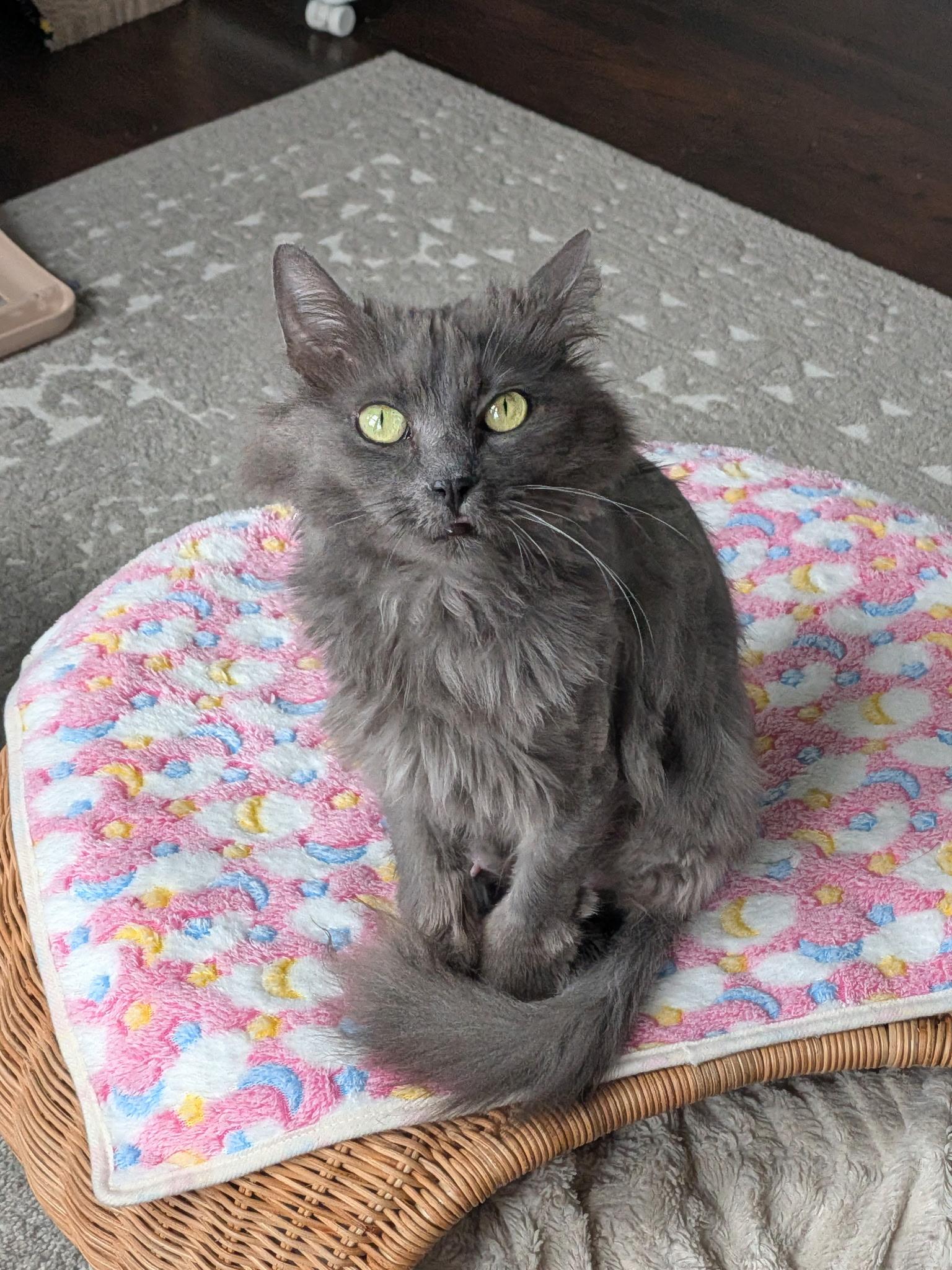 Enlarge Nova, a Adoptable Domestic Long Hair in Columbus, OH image 6/6