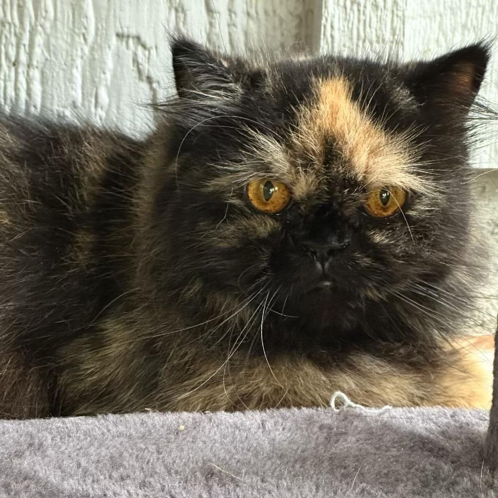 Tortie, Adoptable, Young Female Persian.