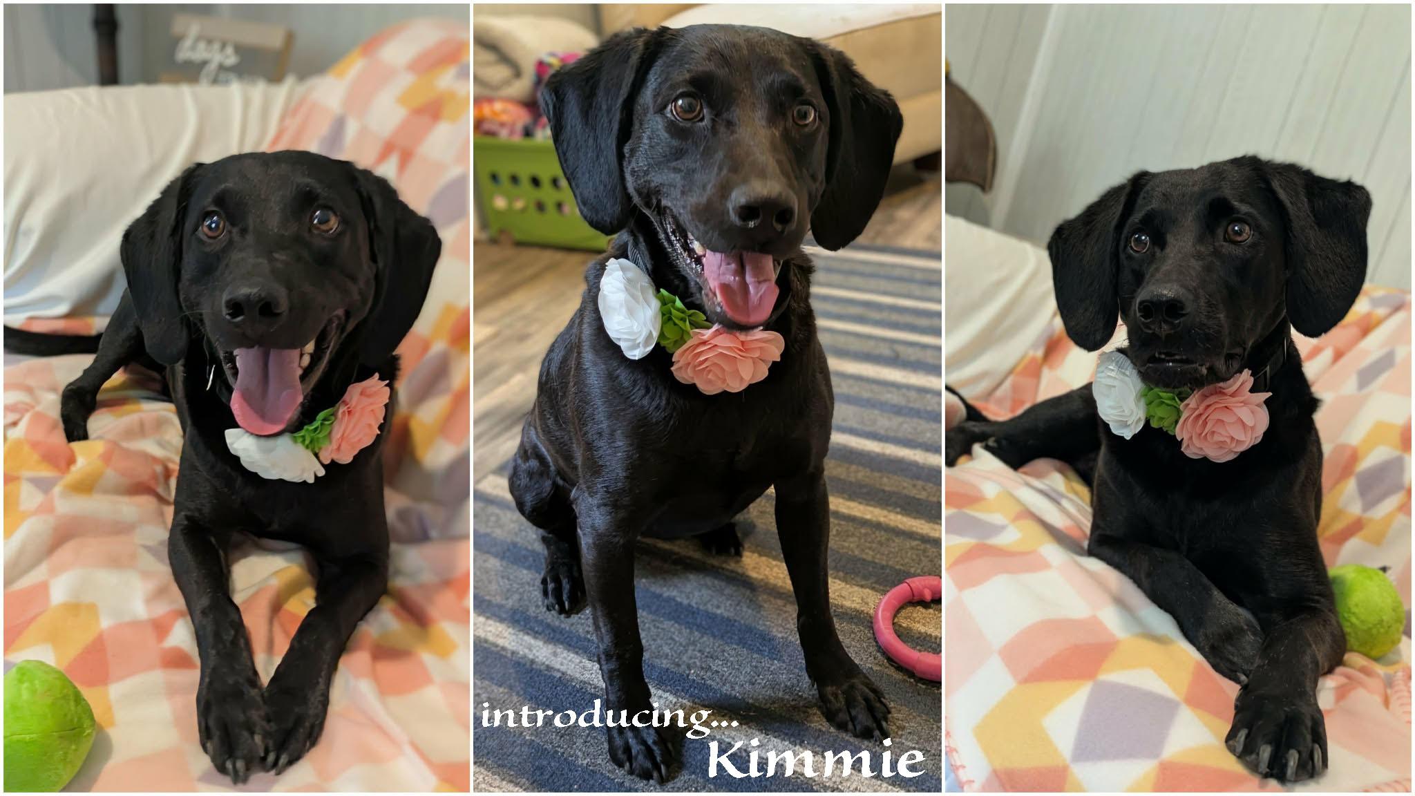 Kimmie, a ADOPTABLE mixed breed in Ozark, AL image 2/5