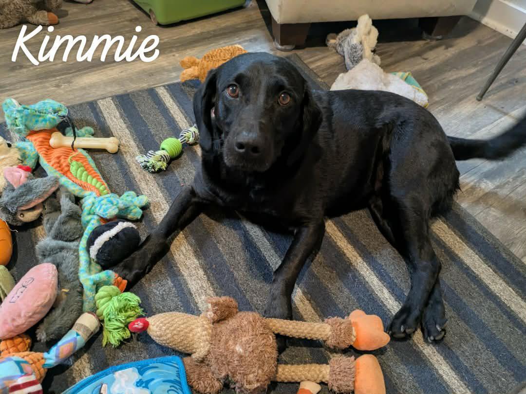 Kimmie, a ADOPTABLE mixed breed in Ozark, AL image 3/5
