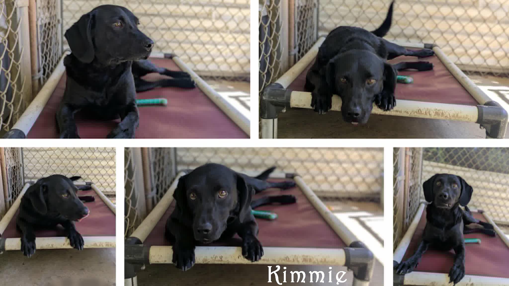 Kimmie, a ADOPTABLE mixed breed in Ozark, AL image 5/5
