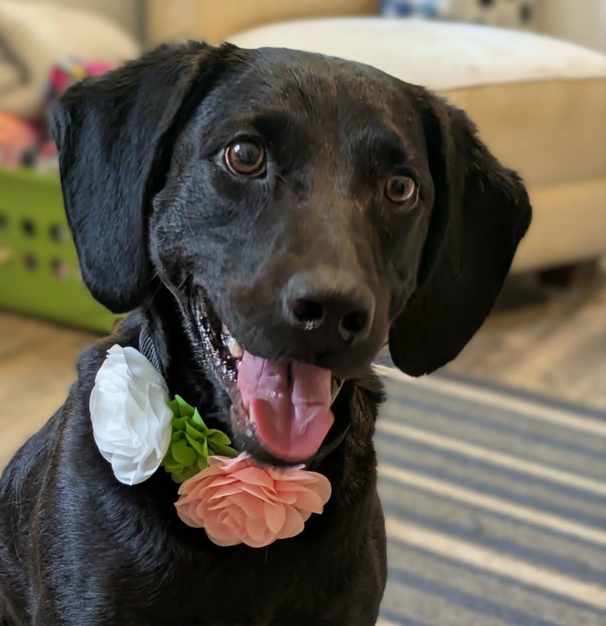 Kimmie, ADOPTABLE, Adult Female Labrador Retriever & Setter.