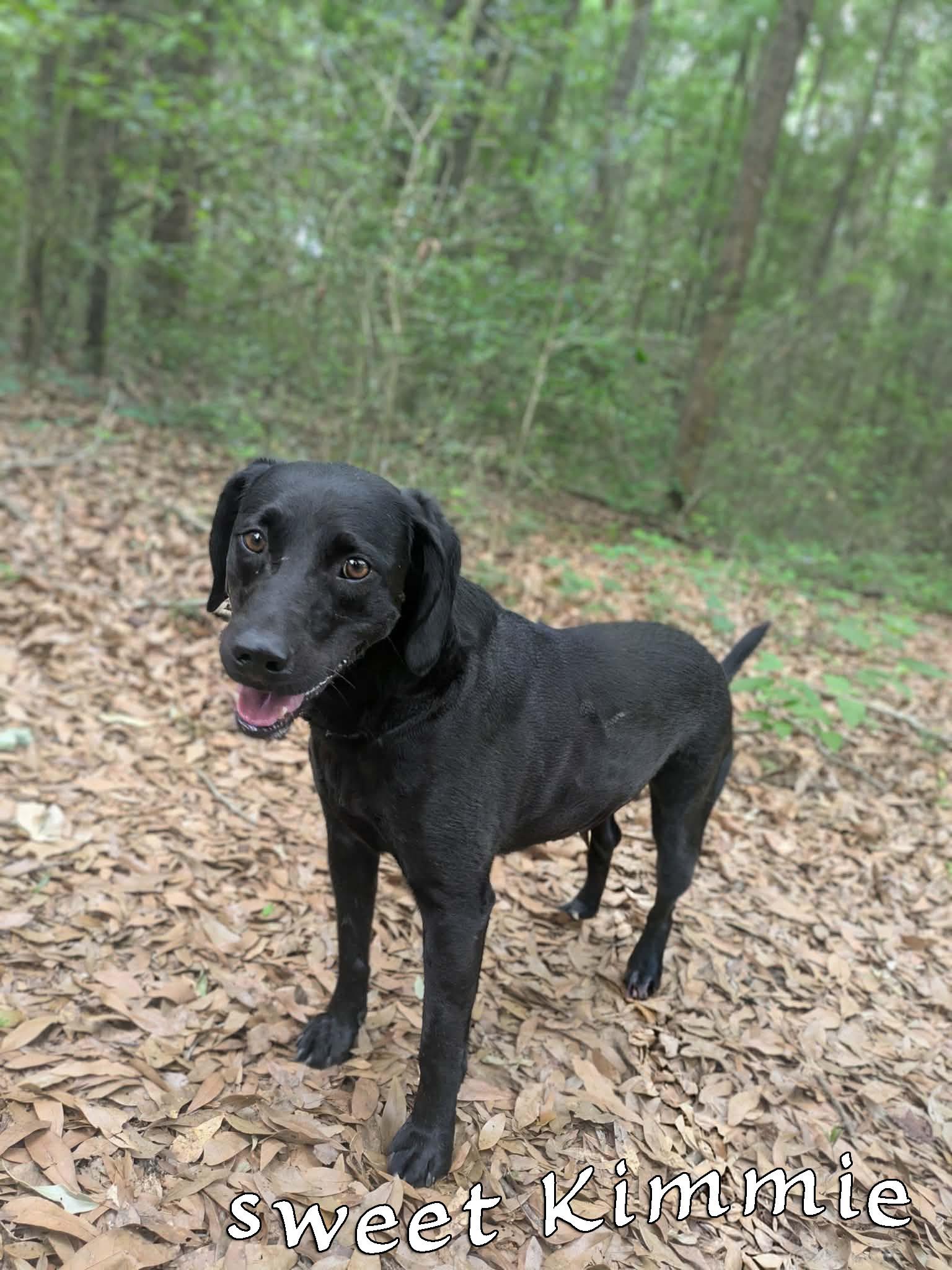 Kimmie, a ADOPTABLE mixed breed in Ozark, AL image 4/5