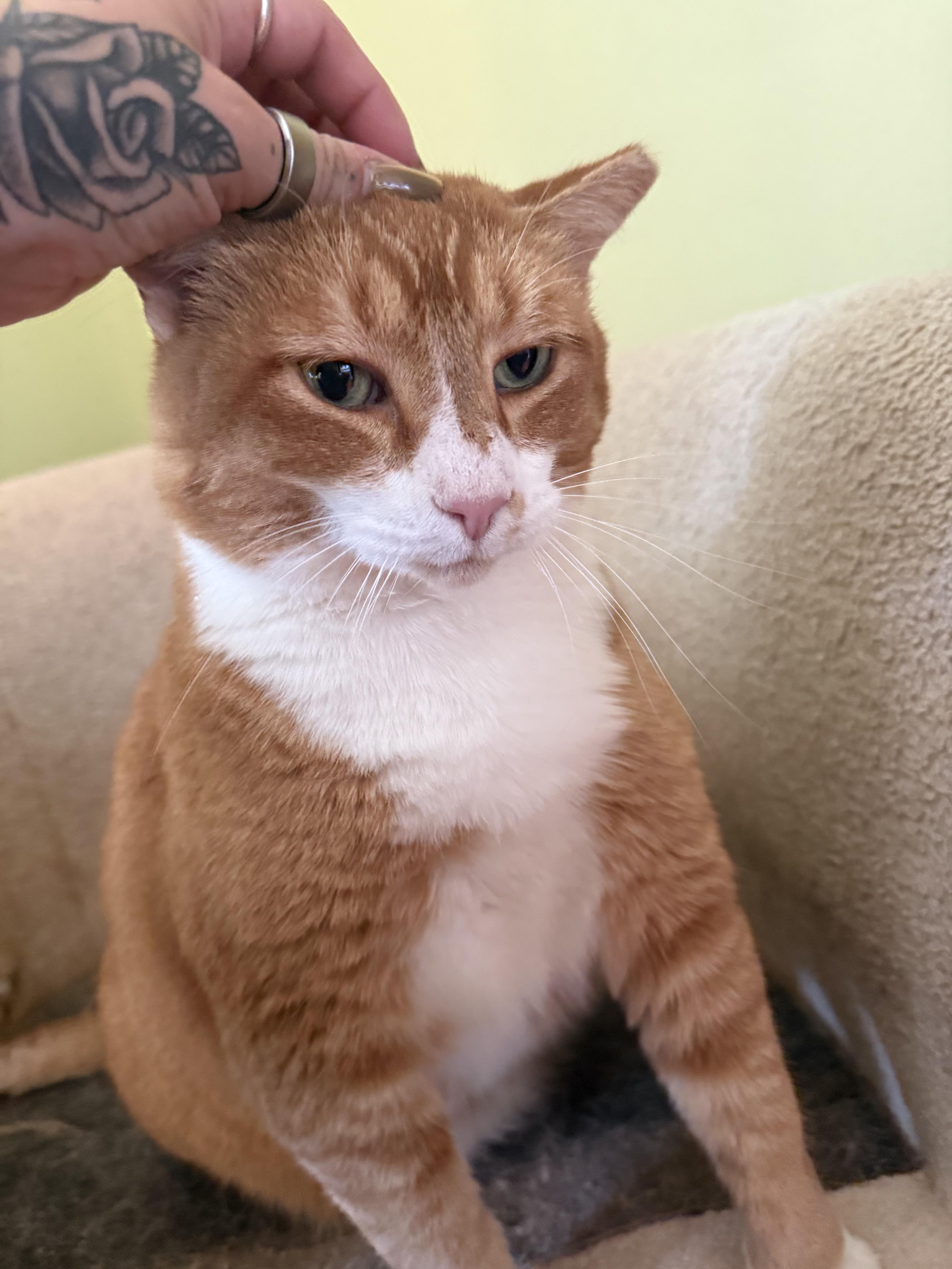 Enlarge Krishna , a ADOPTABLE Domestic Short Hair in Baton Rouge, LA image 5/6