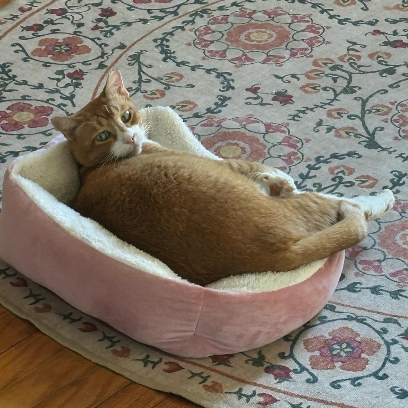 Enlarge Krishna , a ADOPTABLE Domestic Short Hair in Baton Rouge, LA image 6/6