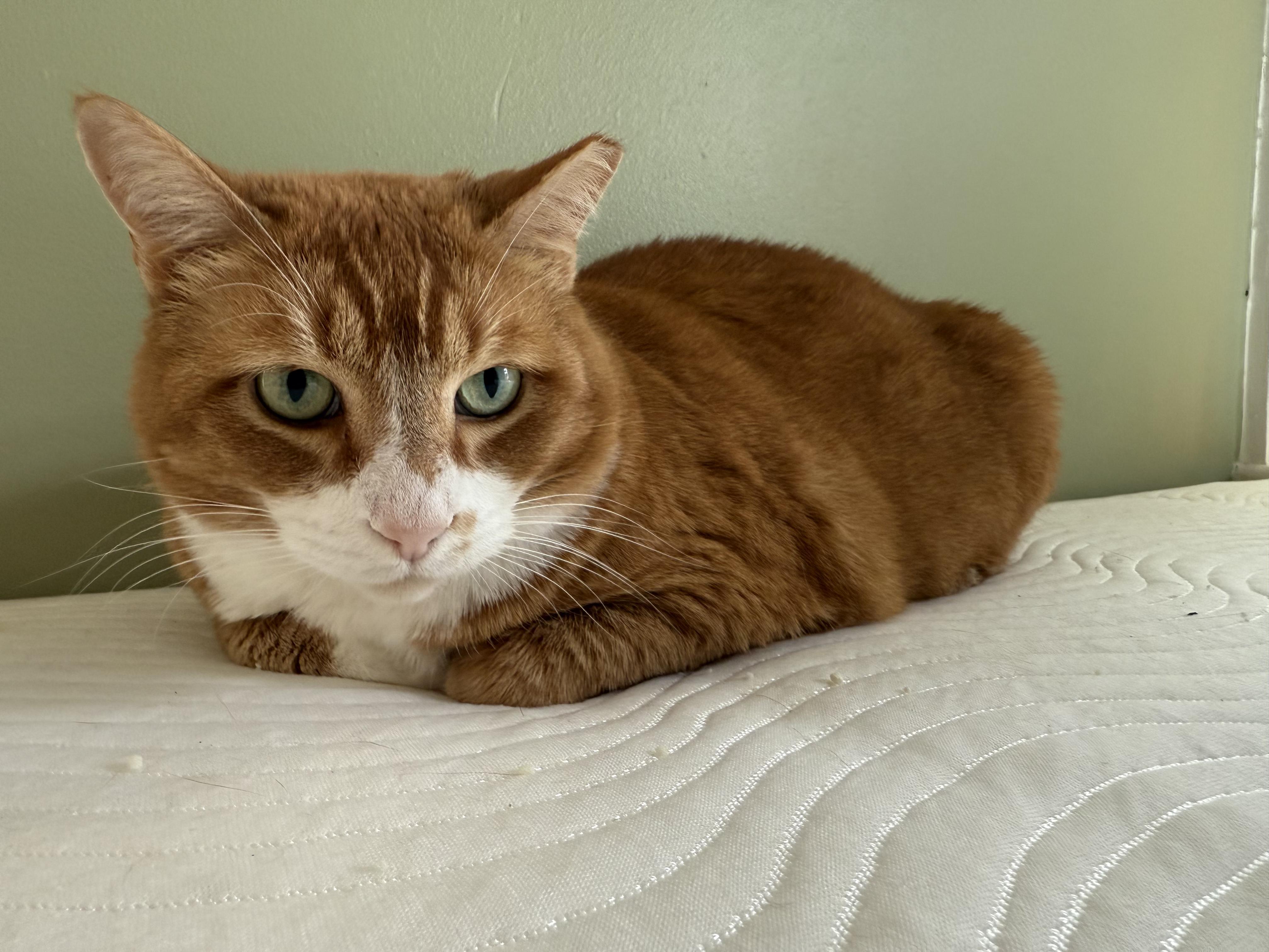 Enlarge Krishna , a ADOPTABLE Domestic Short Hair in Baton Rouge, LA image 3/6