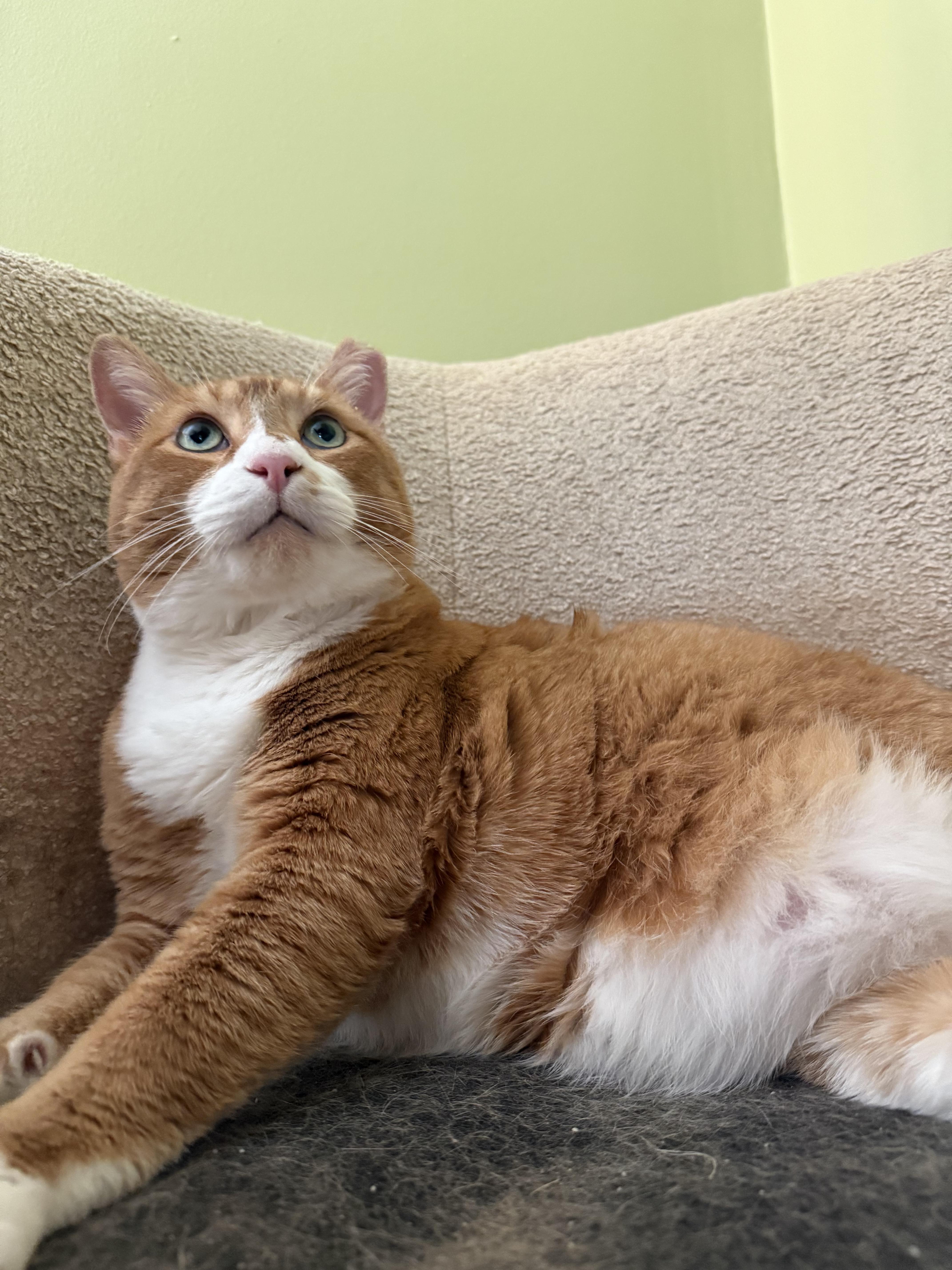 Enlarge Krishna , a ADOPTABLE Domestic Short Hair in Baton Rouge, LA image 2/6