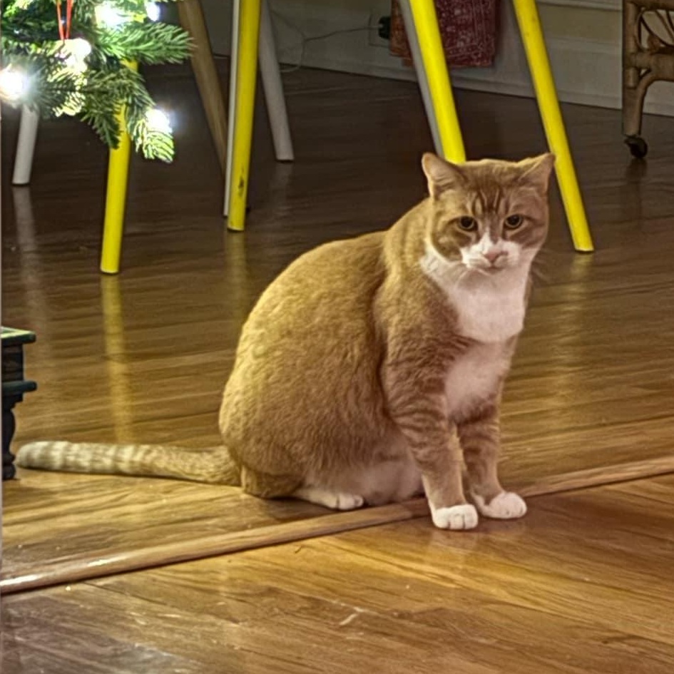 Enlarge Krishna , a ADOPTABLE Domestic Short Hair in Baton Rouge, LA image 4/6