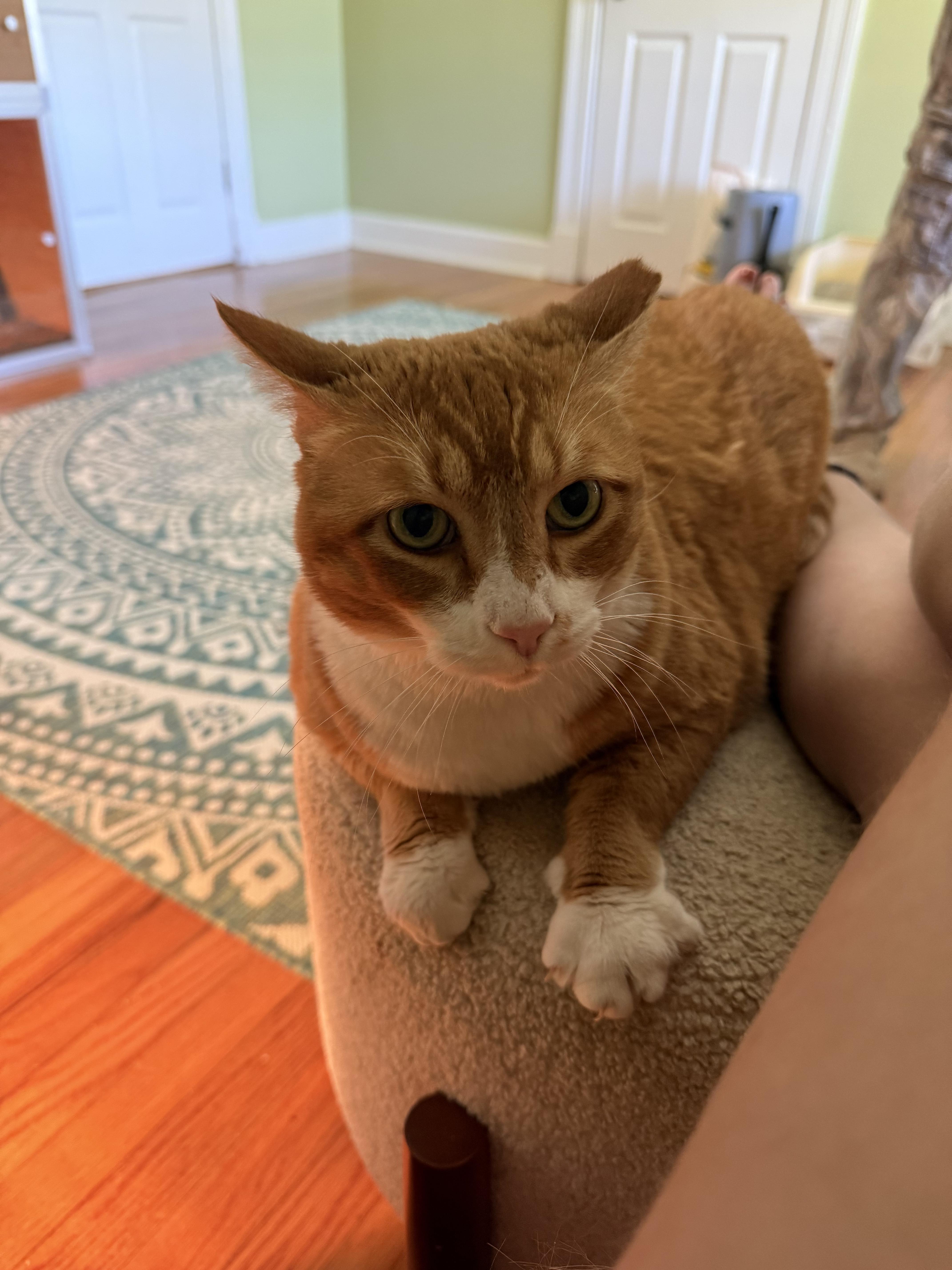 Enlarge Krishna , a ADOPTABLE Domestic Short Hair in Baton Rouge, LA image 1/6