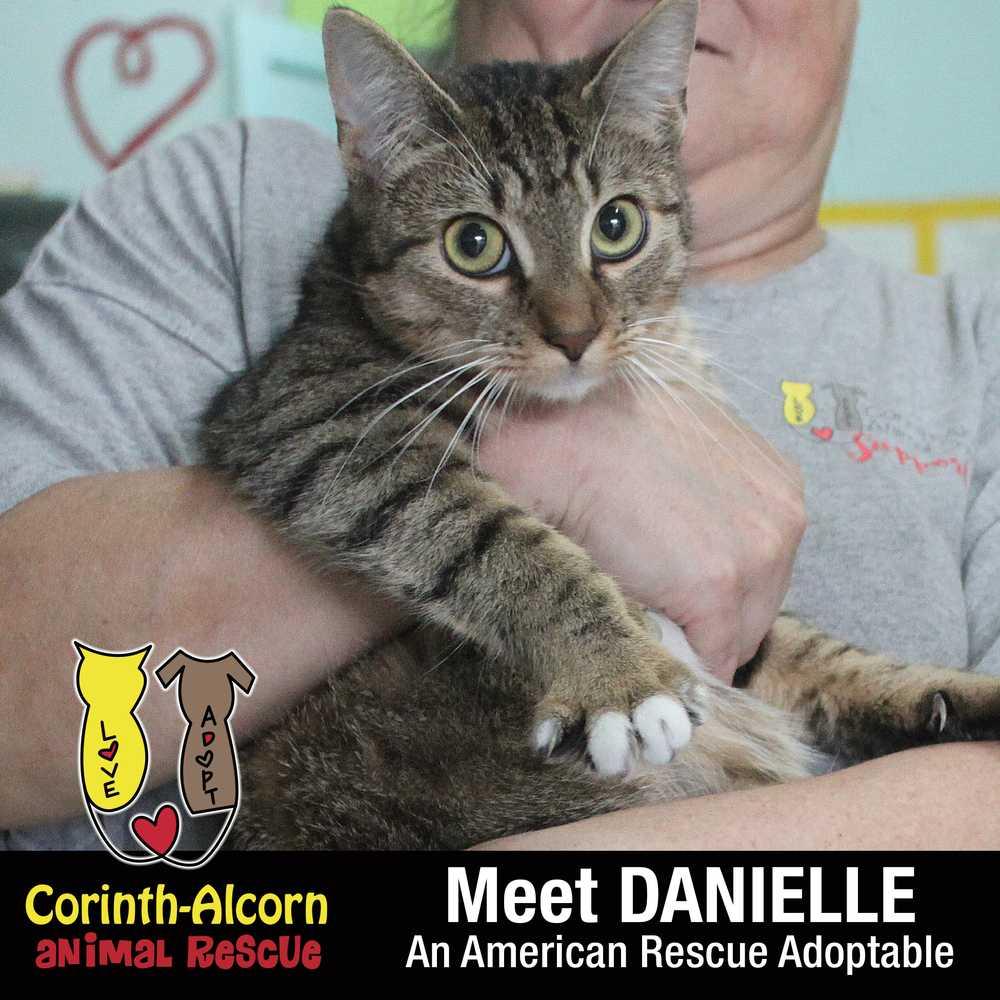 Enlarge Danielle (1957), a Adopted American Shorthair in Corinth, MS image 1/3