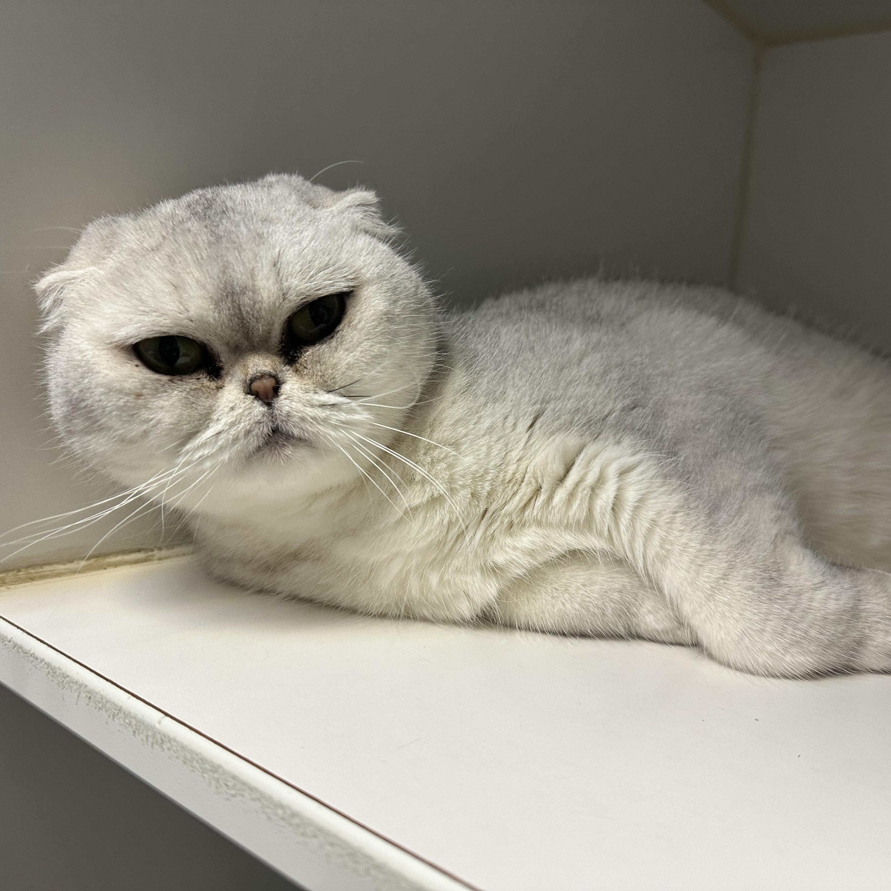 Enlarge Bella & Stormy, a ADOPTABLE Scottish Fold in Clifton, NJ image 4/4