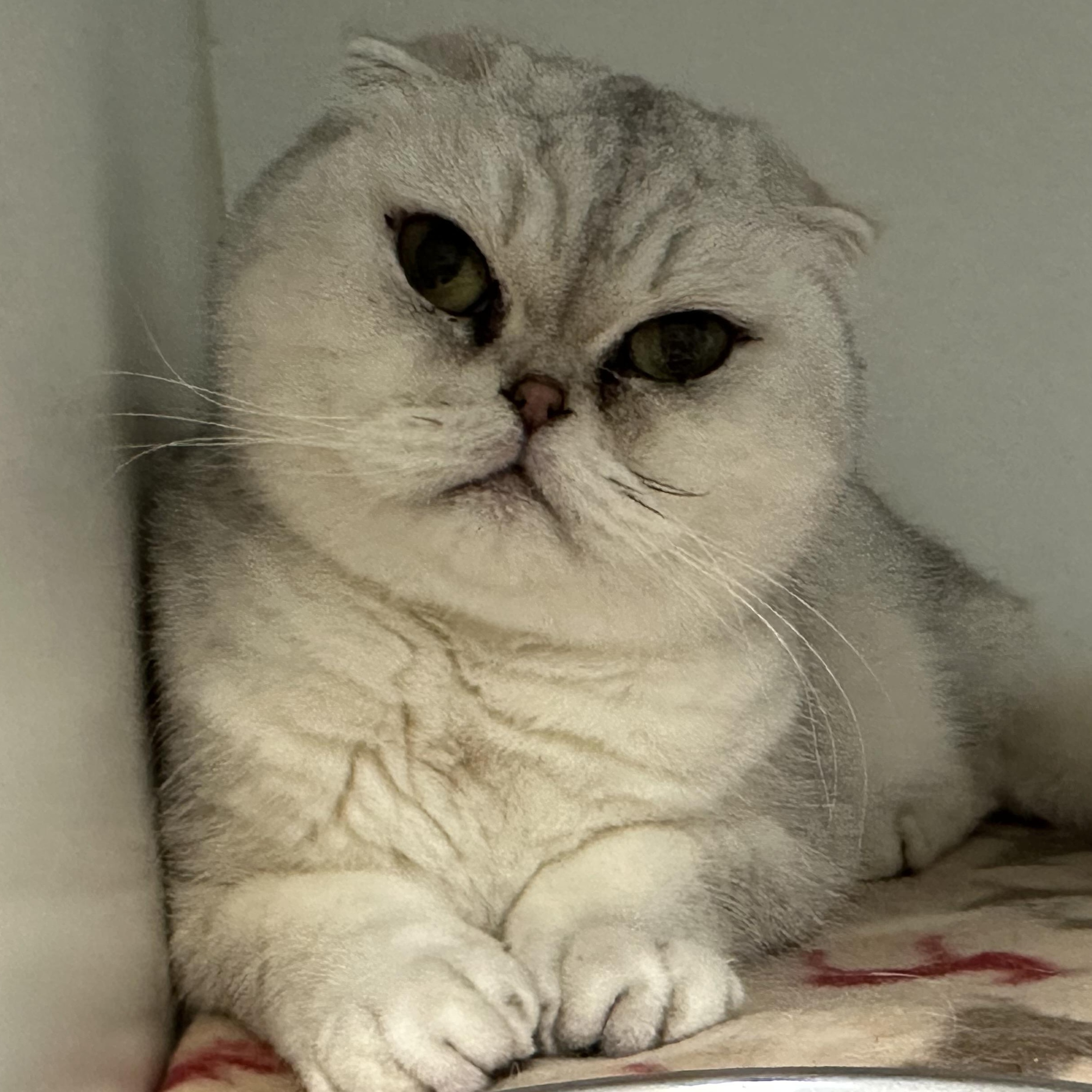 Enlarge Bella & Stormy, a ADOPTABLE Scottish Fold in Clifton, NJ image 1/4