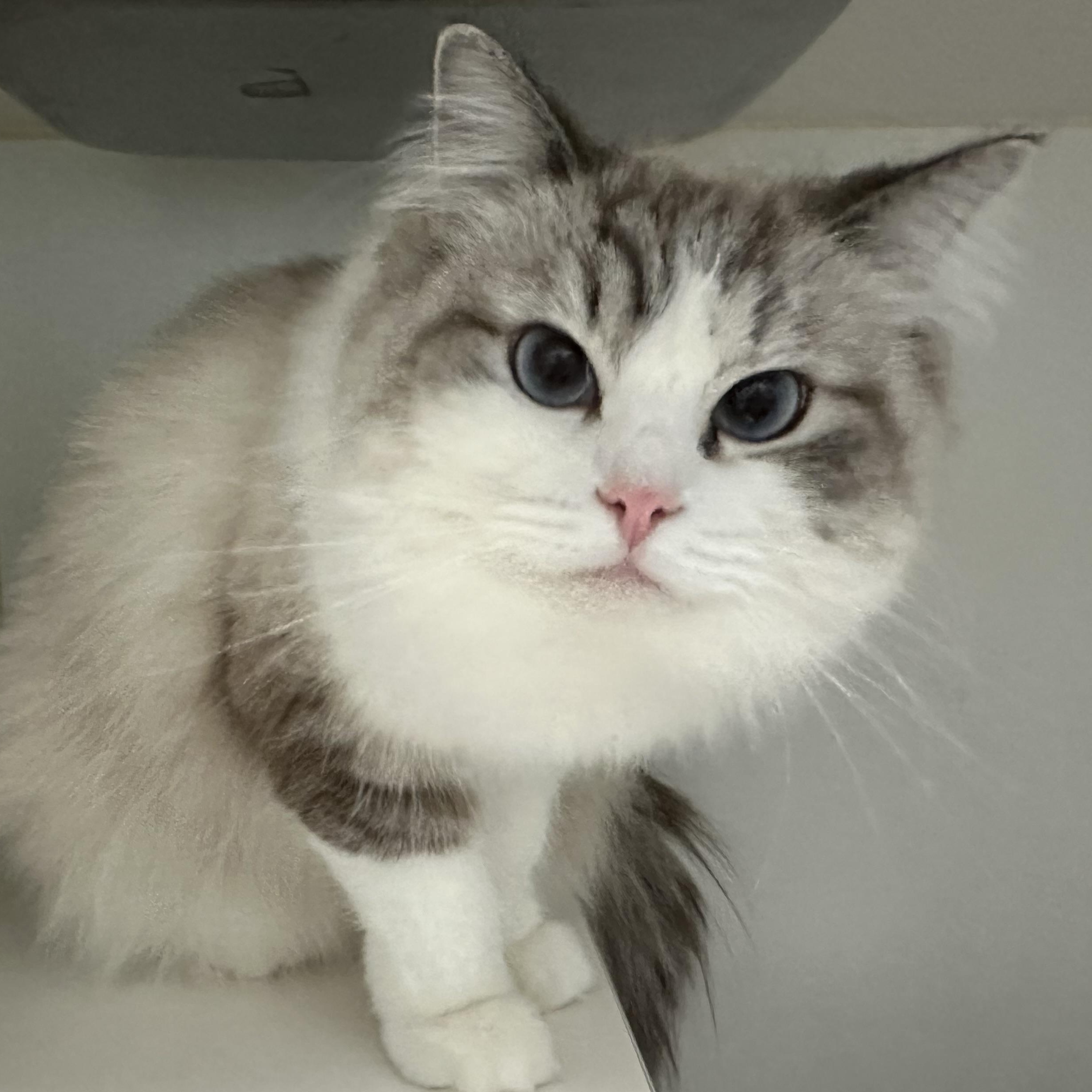 Enlarge Bella & Stormy, a ADOPTABLE Scottish Fold in Clifton, NJ image 2/4