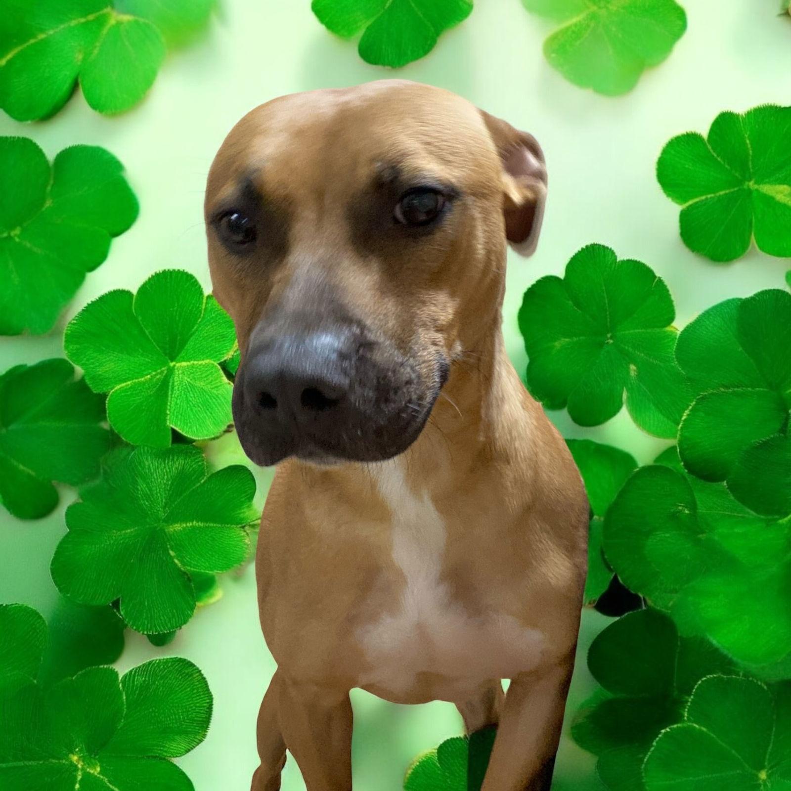 Kylo, Adoptable, Young Male Boxer & American Staffordshire Terrier.