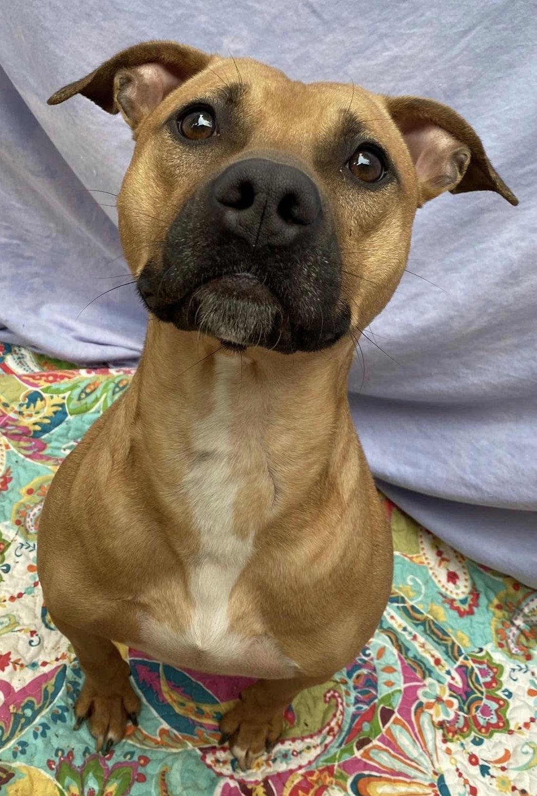 Enlarge Kylo, a Adoptable mixed breed in Lexington, SC image 2/3