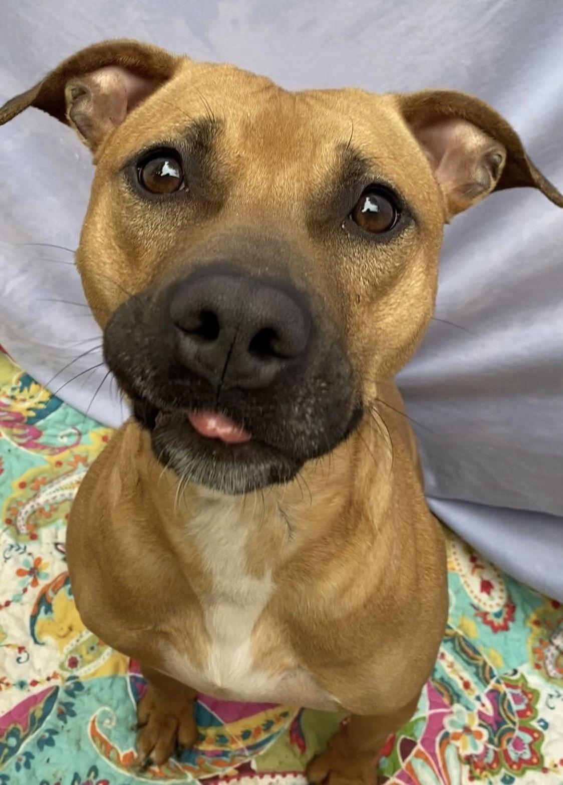 Enlarge Kylo, a Adoptable mixed breed in Lexington, SC image 3/3