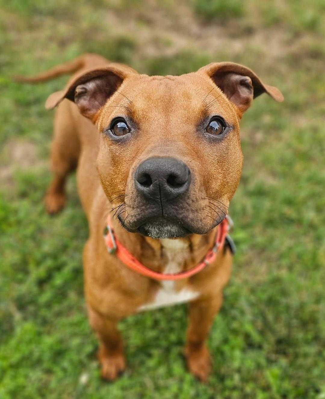 Wally, an adopted mixed breed in Lapeer, MI image 1/4