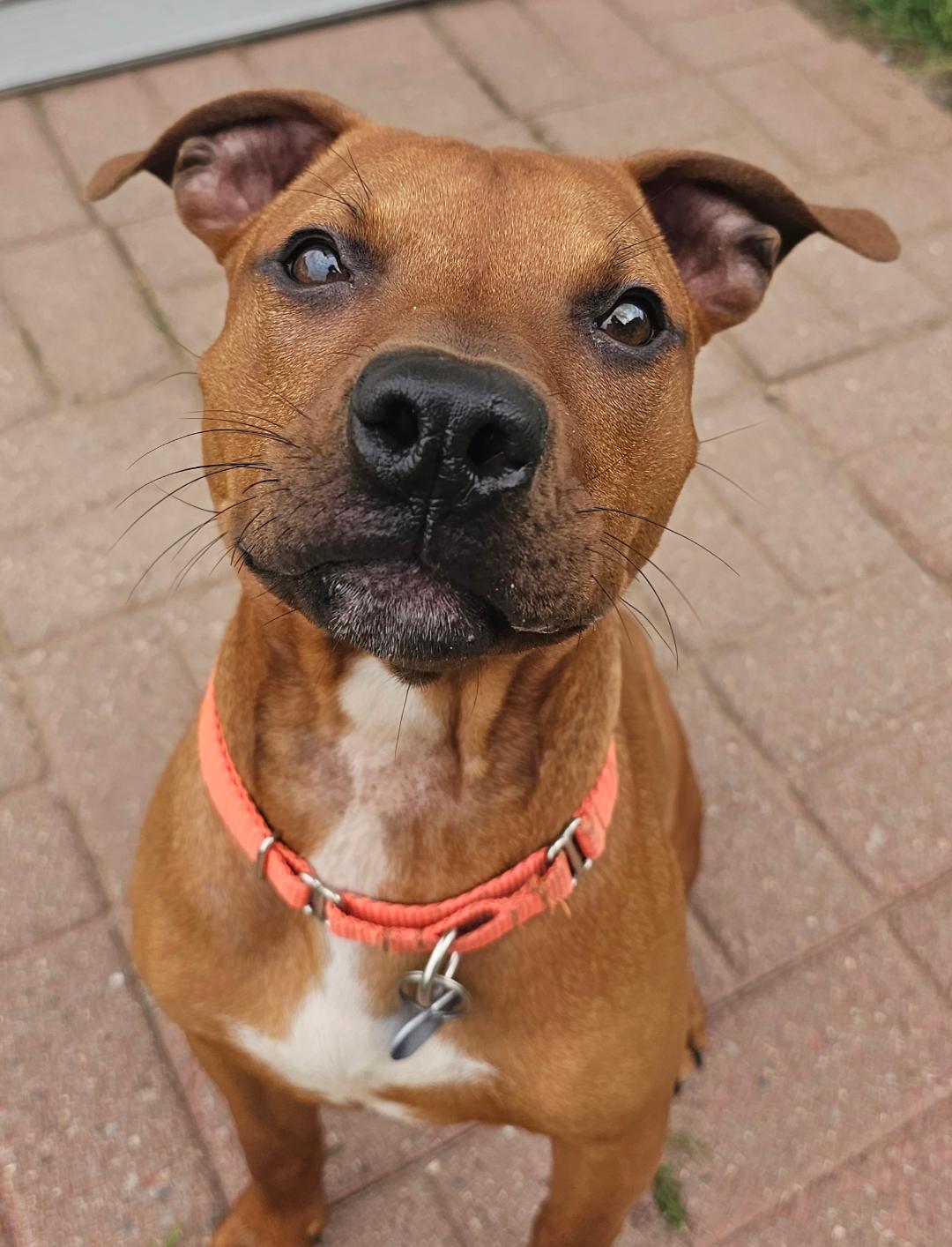 Wally, an adopted mixed breed in Lapeer, MI image 3/4