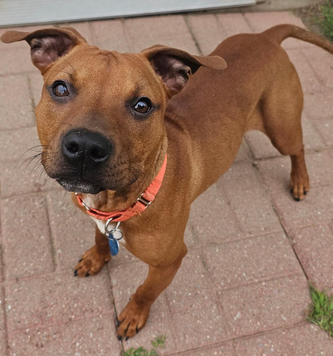 Wally, an adopted mixed breed in Lapeer, MI image 2/4