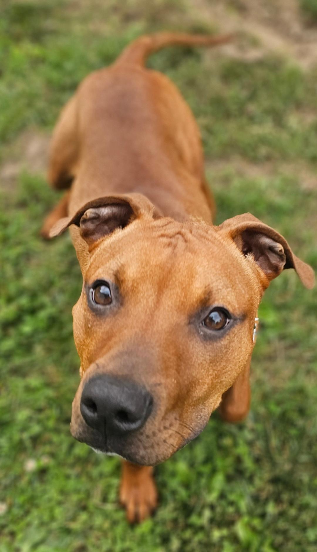 Wally, an adopted mixed breed in Lapeer, MI image 4/4