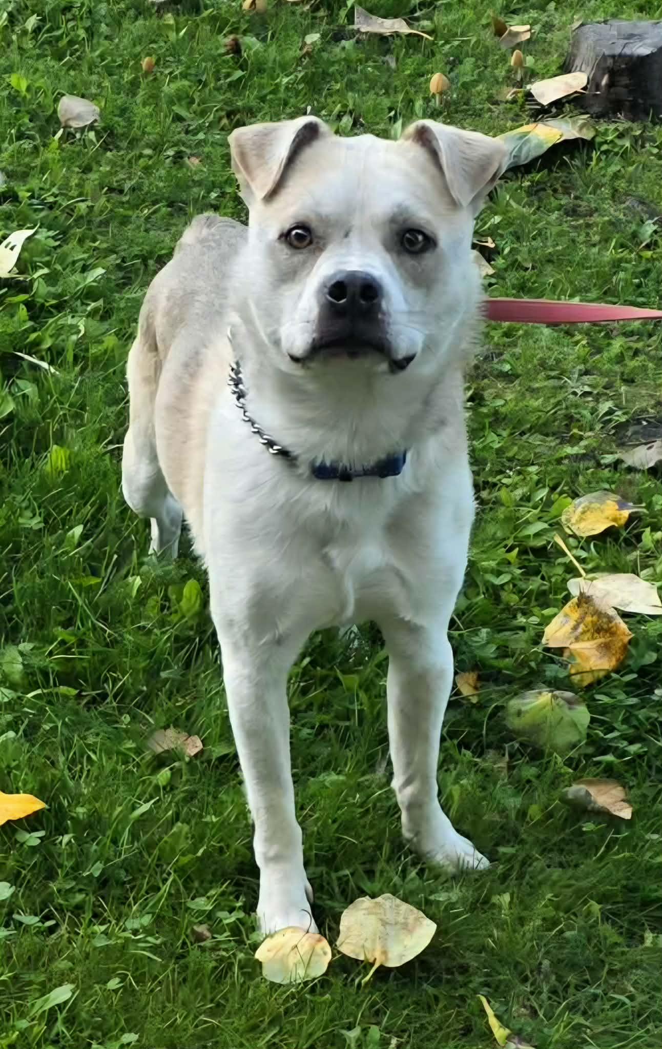 Enlarge Crypto, a Adoptable mixed breed in Anchorage, AK image 1/1