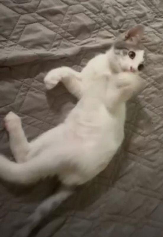 Enlarge Popsicle, a Adoptable mixed breed in Pineville, LA image 1/3