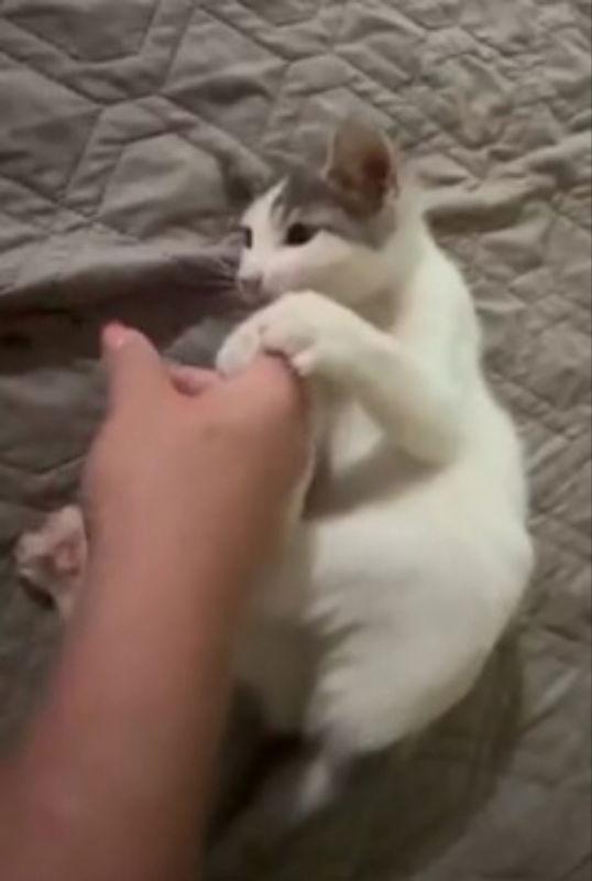 Enlarge Popsicle, a Adoptable mixed breed in Pineville, LA image 2/3