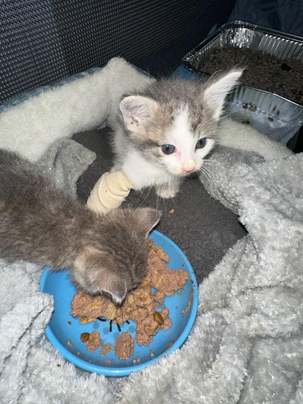 Enlarge Popsicle, a Adoptable mixed breed in Pineville, LA image 3/3