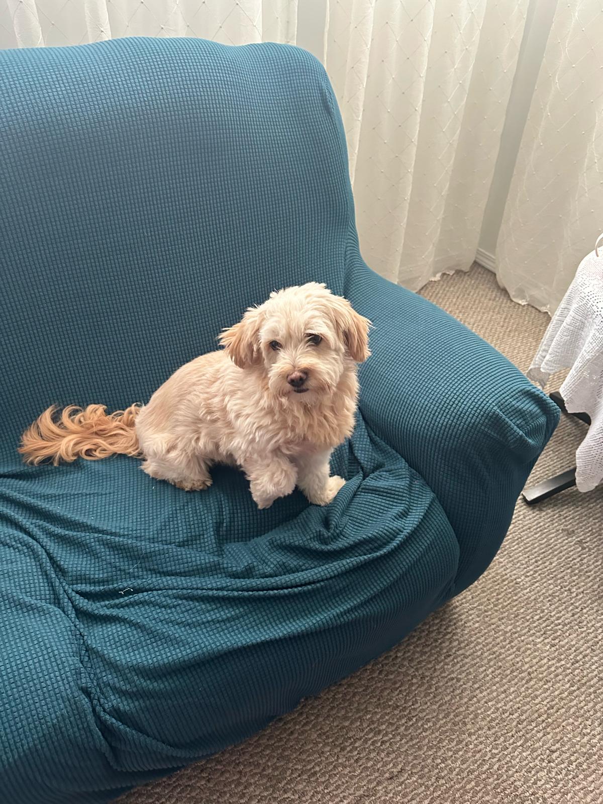 DORI, a Adopted Maltese in Surrey, BC image 1/4