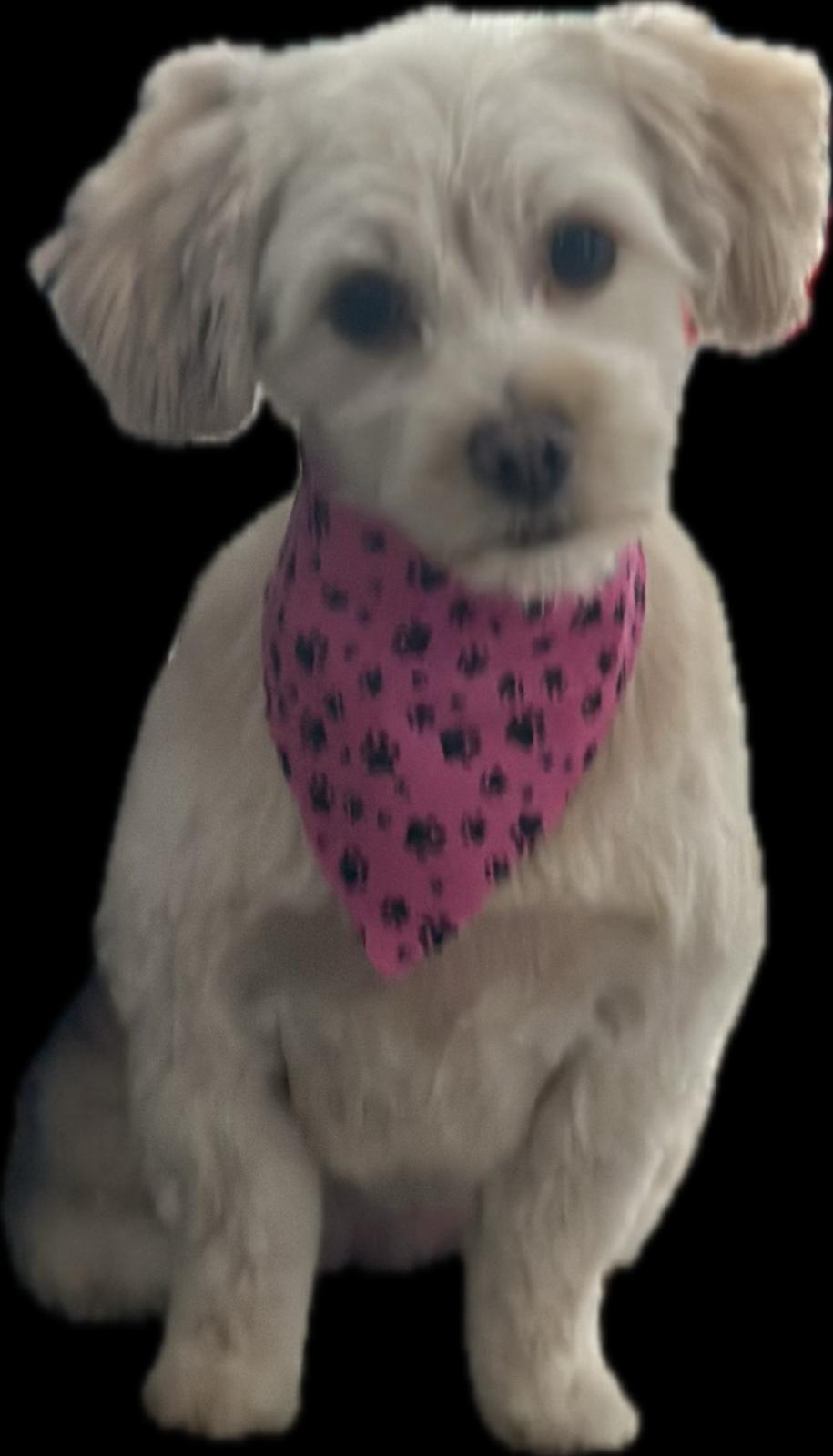 DORI, a Adopted Maltese in Surrey, BC image 2/4