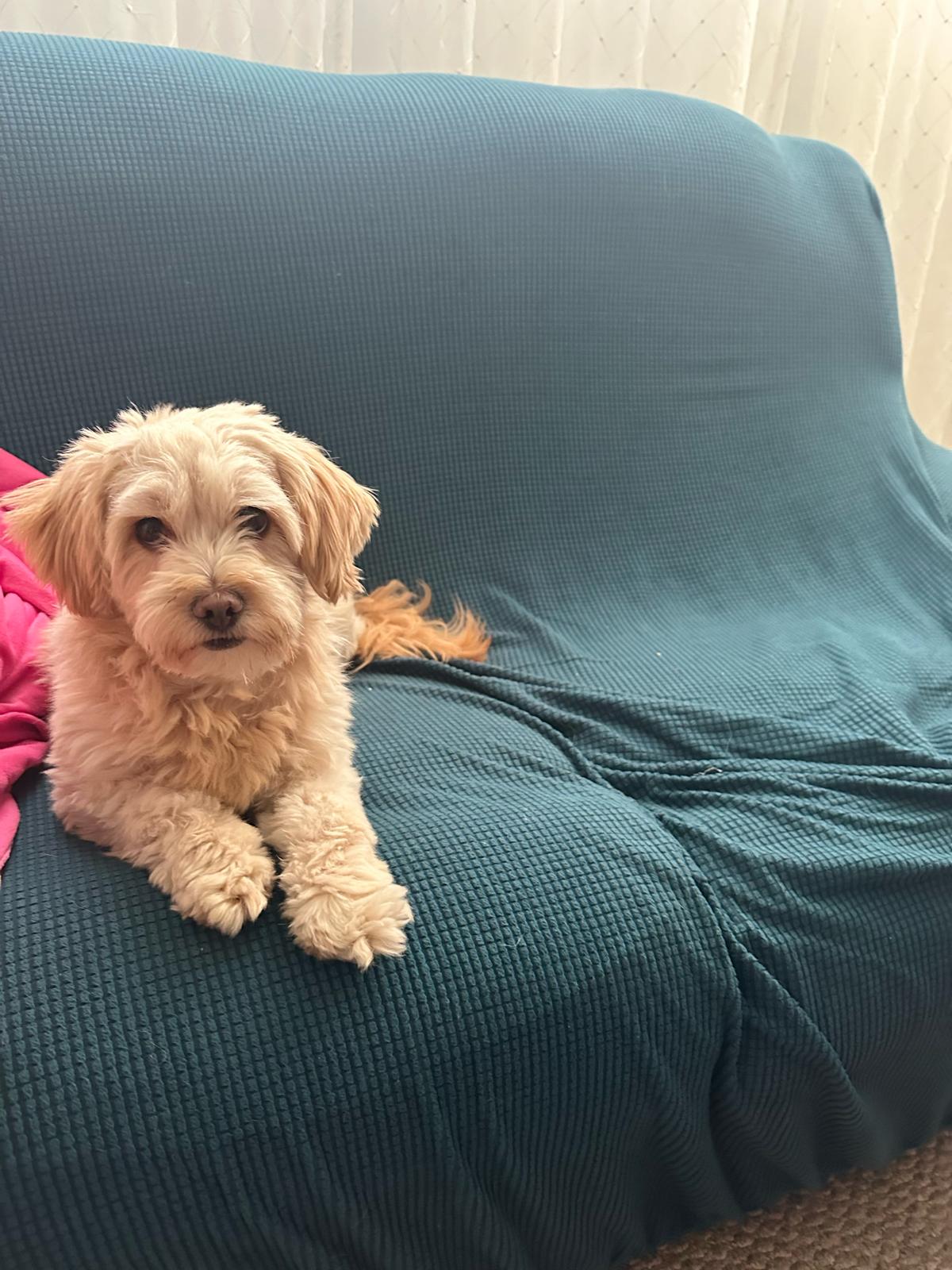 DORI, a Adopted Maltese in Surrey, BC image 3/4