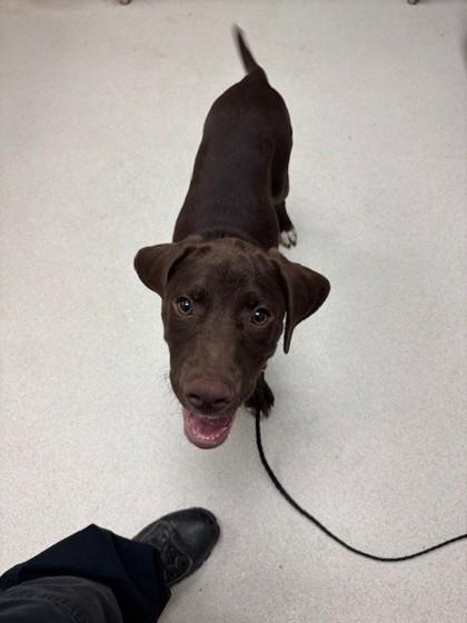 Enlarge Remy, a Adoptable mixed breed in Irving, TX image 1/1