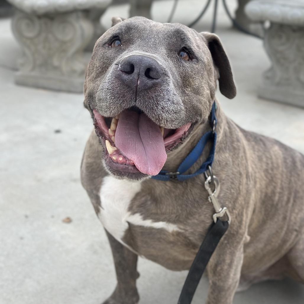 Eeyore, Adoptable, Senior Male Pit Bull Terrier.