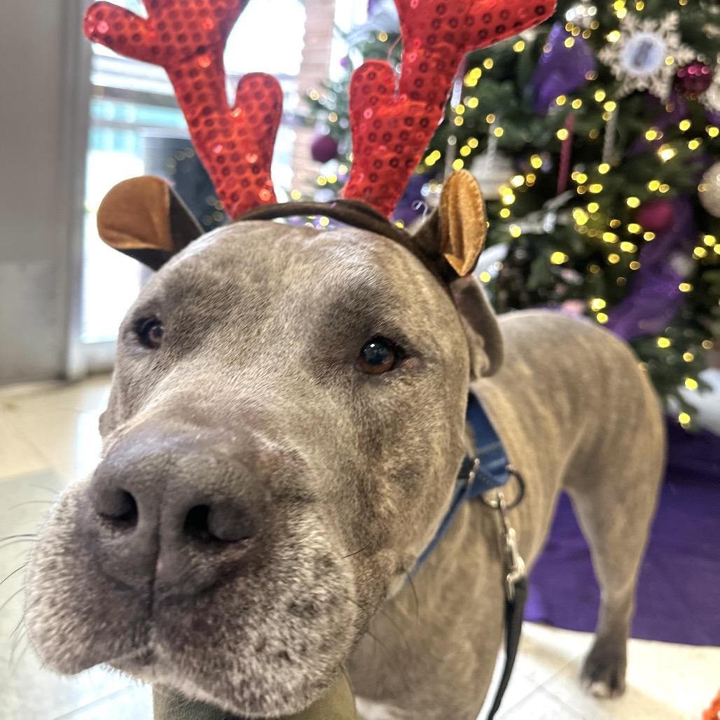 Enlarge Eeyore, a Adoptable Pit Bull Terrier in Fresno, CA image 2/6