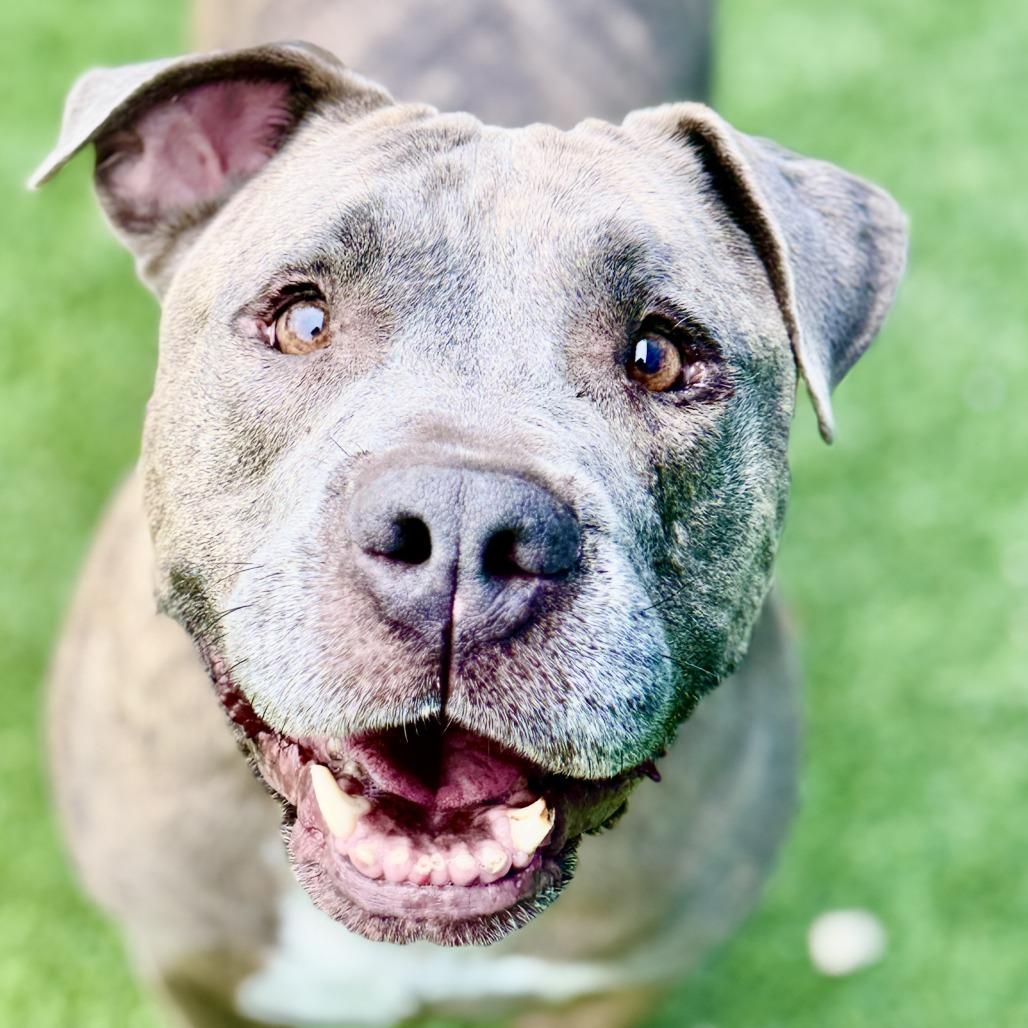Eeyore, a Adoptable Pit Bull Terrier in Fresno, CA image 3/5